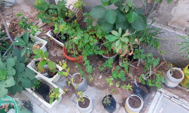 تولید ۱۶۸ گلدان به یاد شهدای مدرسه شجره طیبه؛ مشارکت مردمی در زیباسازی بندرلنگه و بندرکنگ